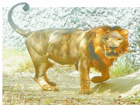 Lion Safari pole will Pranks